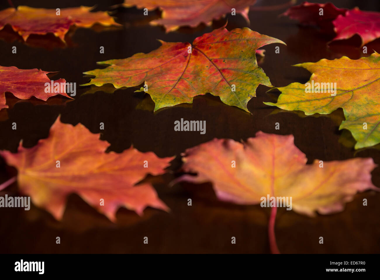 autumn leaves on a wood table Stock Photo
