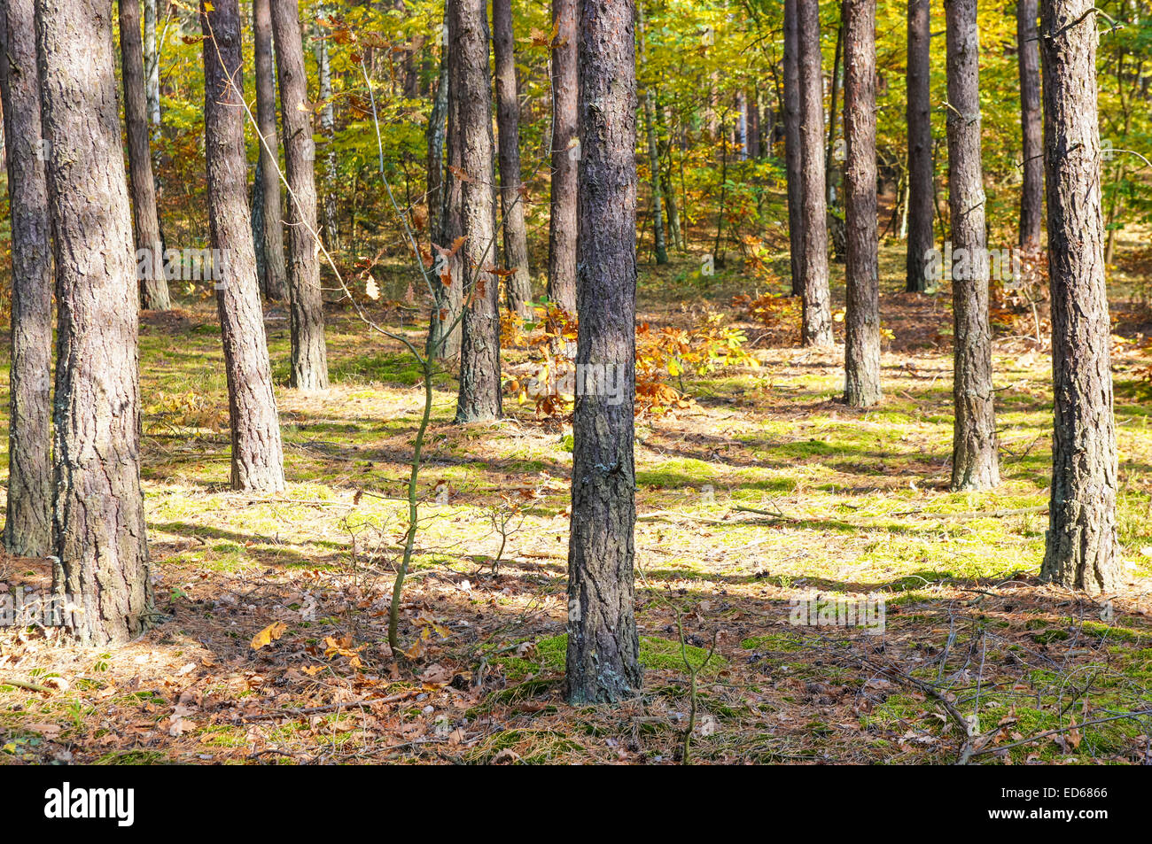 view of a colorful autumn forest Stock Photo - Alamy