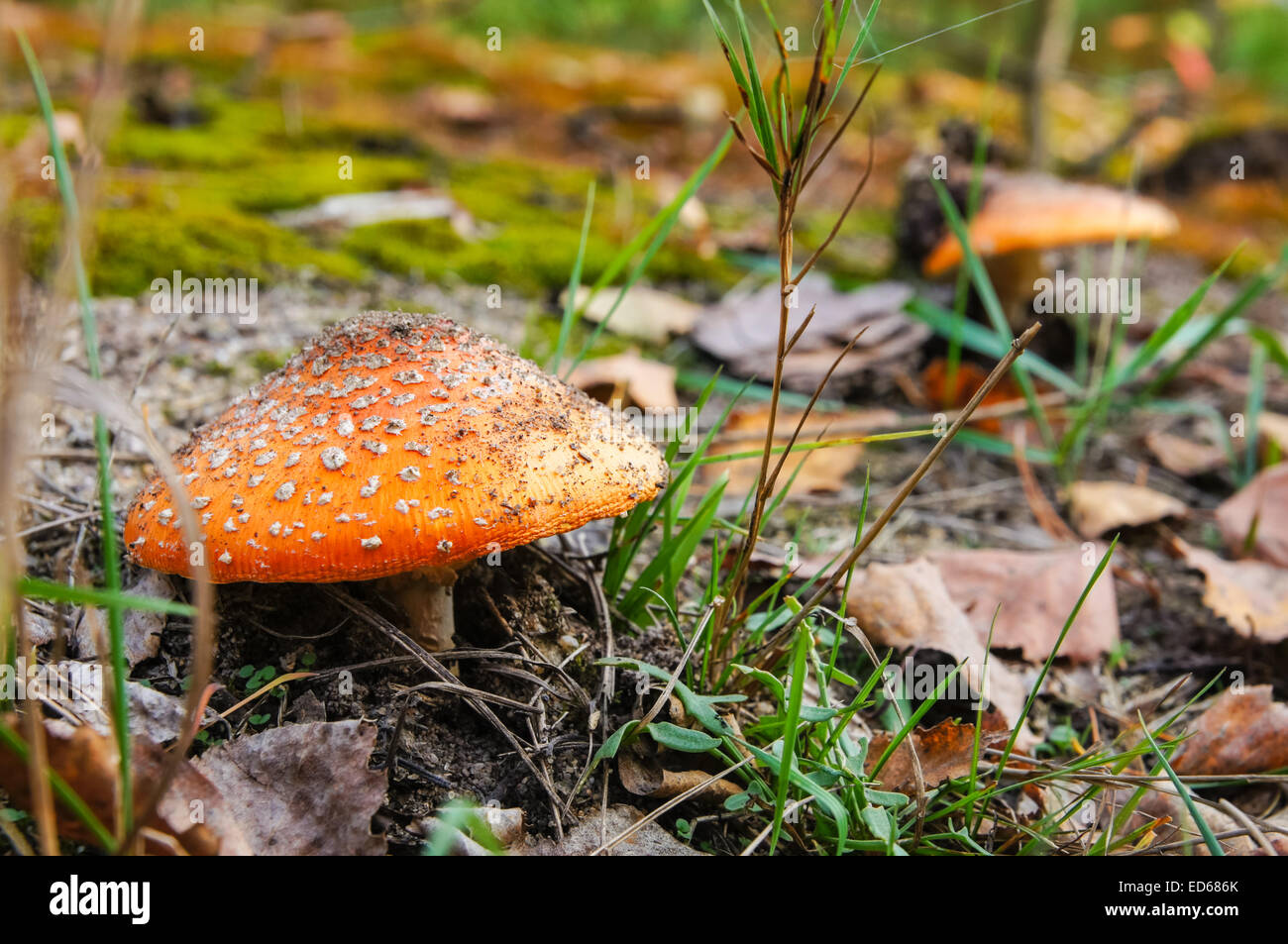 Fly agaric, Amanita muscaria, fungus, forest floor Stock Photo