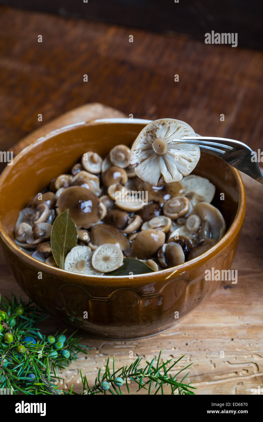 Marinated honey fungus Stock Photo