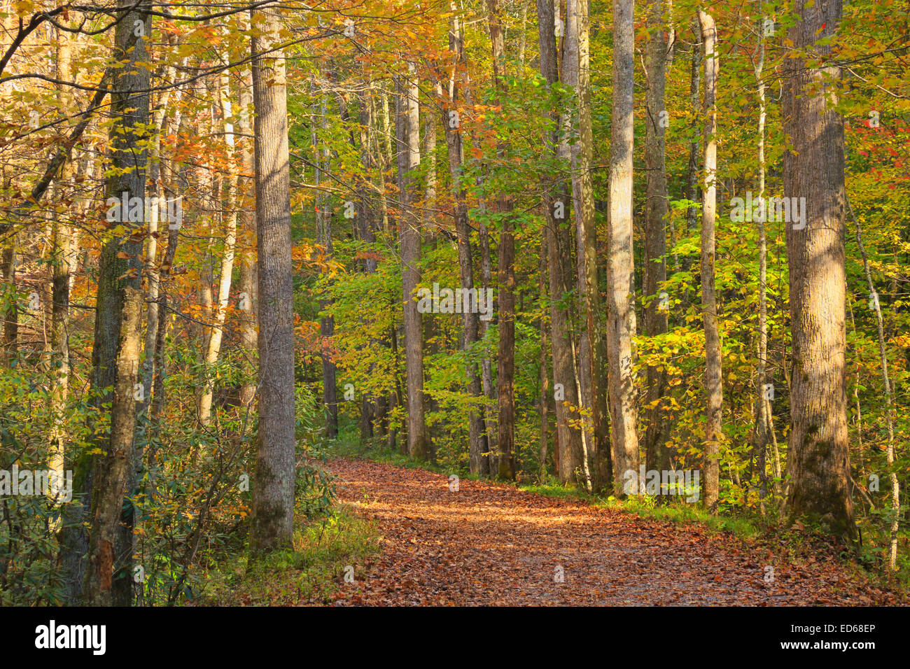 Little River Trail, Elkmont, Great Smoky Mountains National Park