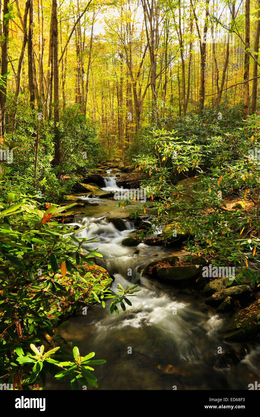 Jakes Creek, Meigs Mountain Trail, Elkmont, Great Smoky Mountains