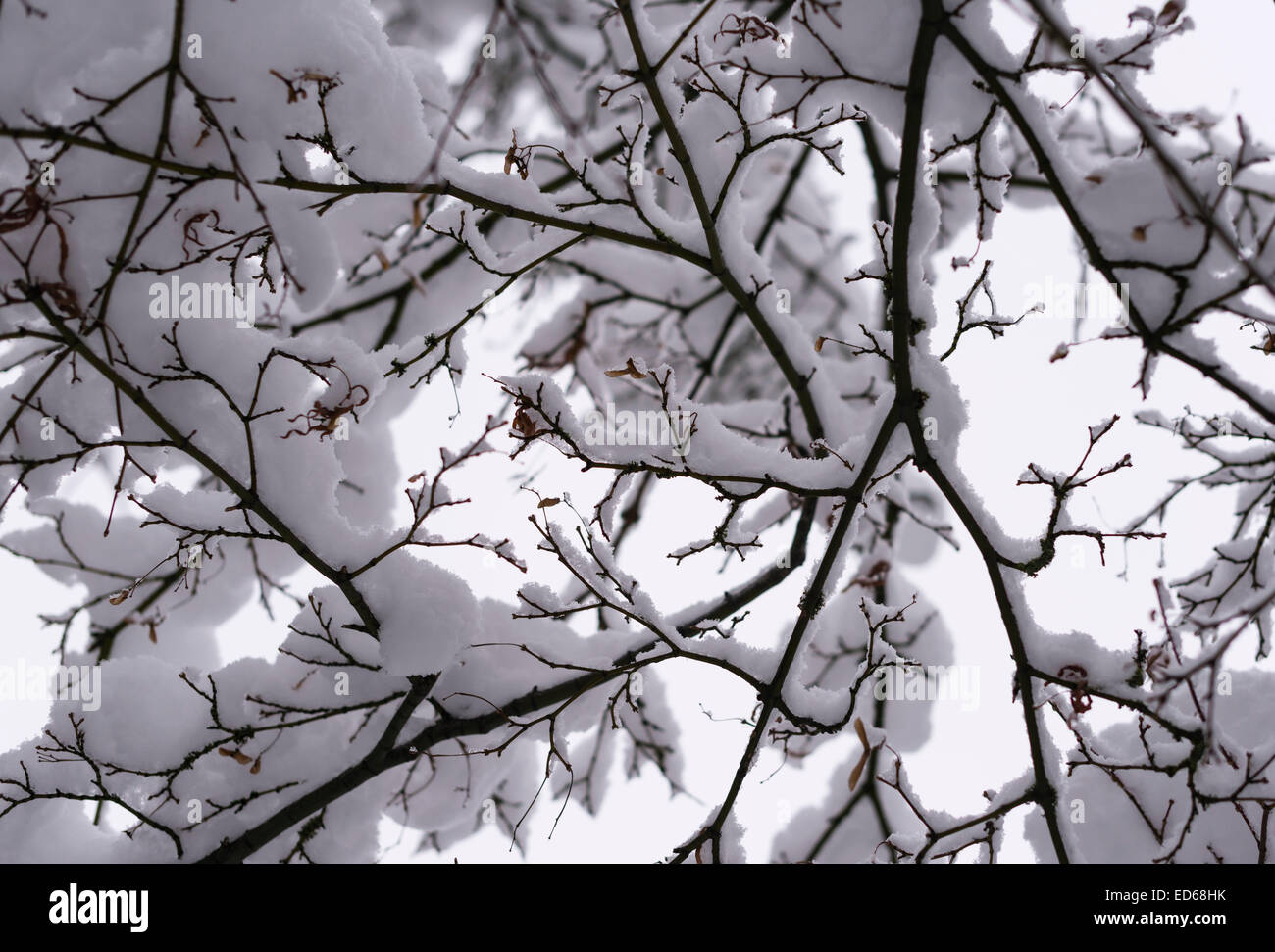 Snow frosted tree branches hi-res stock photography and images - Alamy