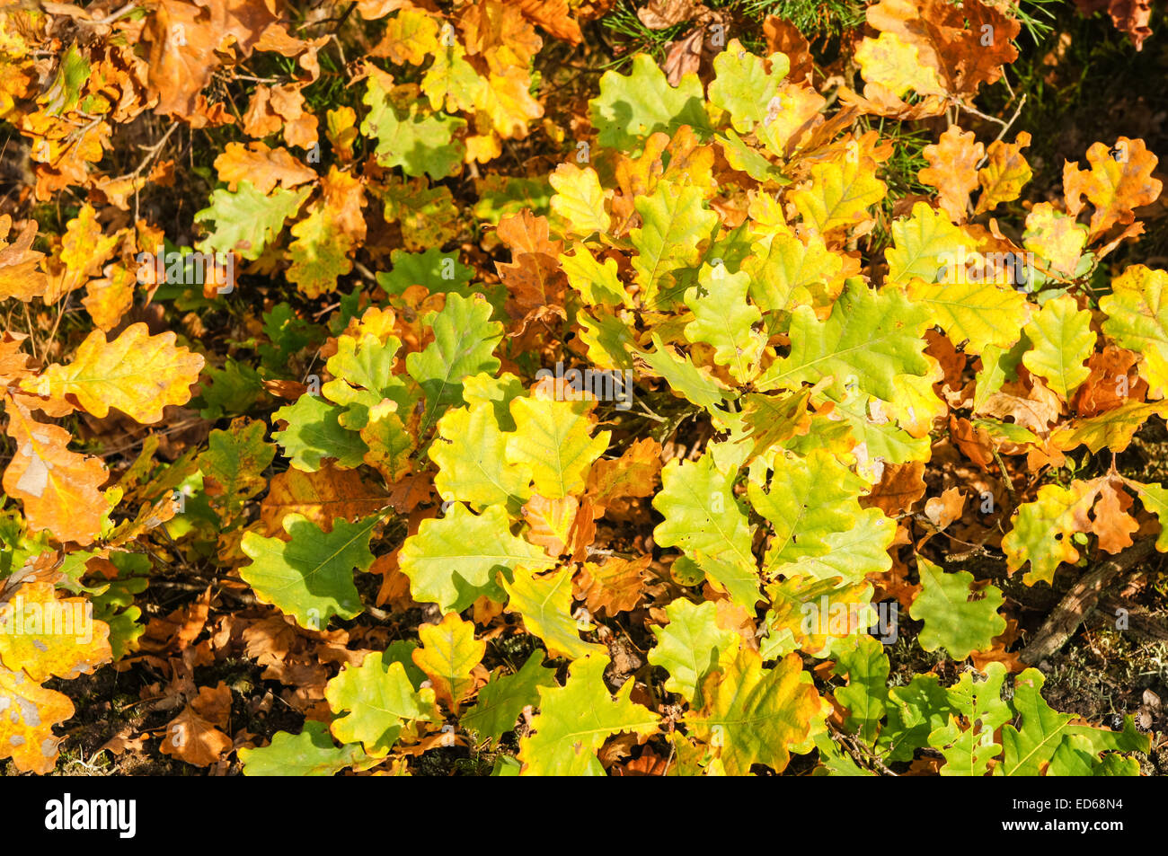 yellow oak leaves in autumnal forest Stock Photo