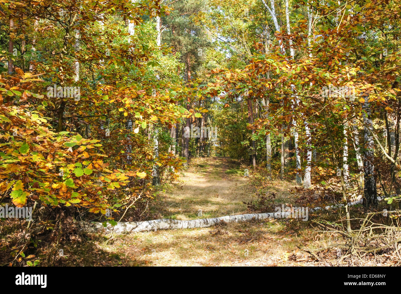 beautiful colours of leaves in autumn forest Stock Photo