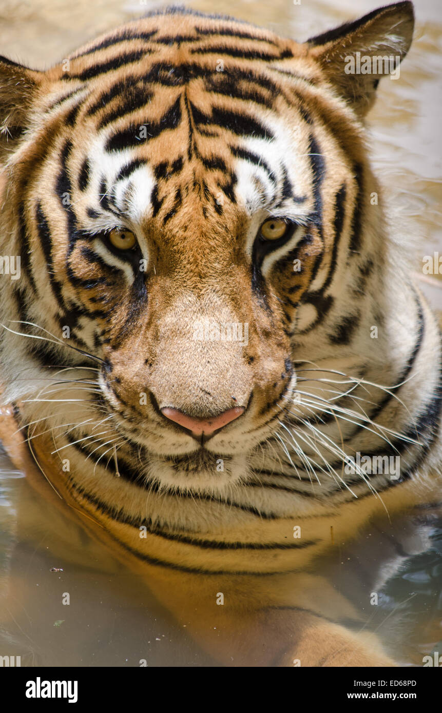 A tiger sitting in the pool of water looking Stock Photo