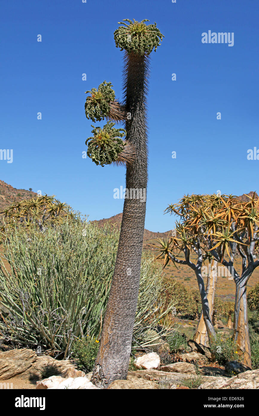 Halfmens Plant Pachypodium namaquanum and Kokerboom Namaqualand Northern Cape South Africa Stock Photo