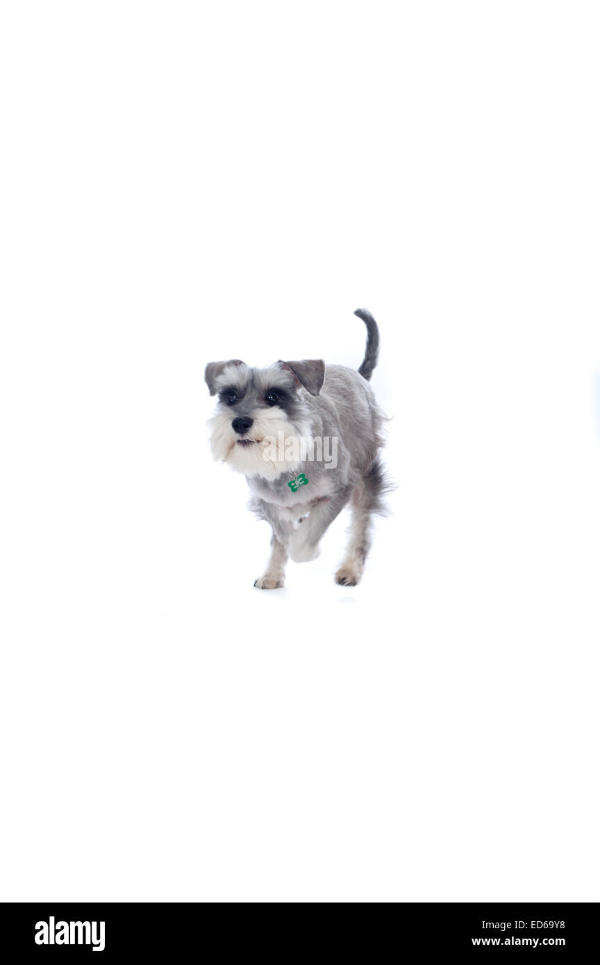 miniature schnauzer running in studio Stock Photo