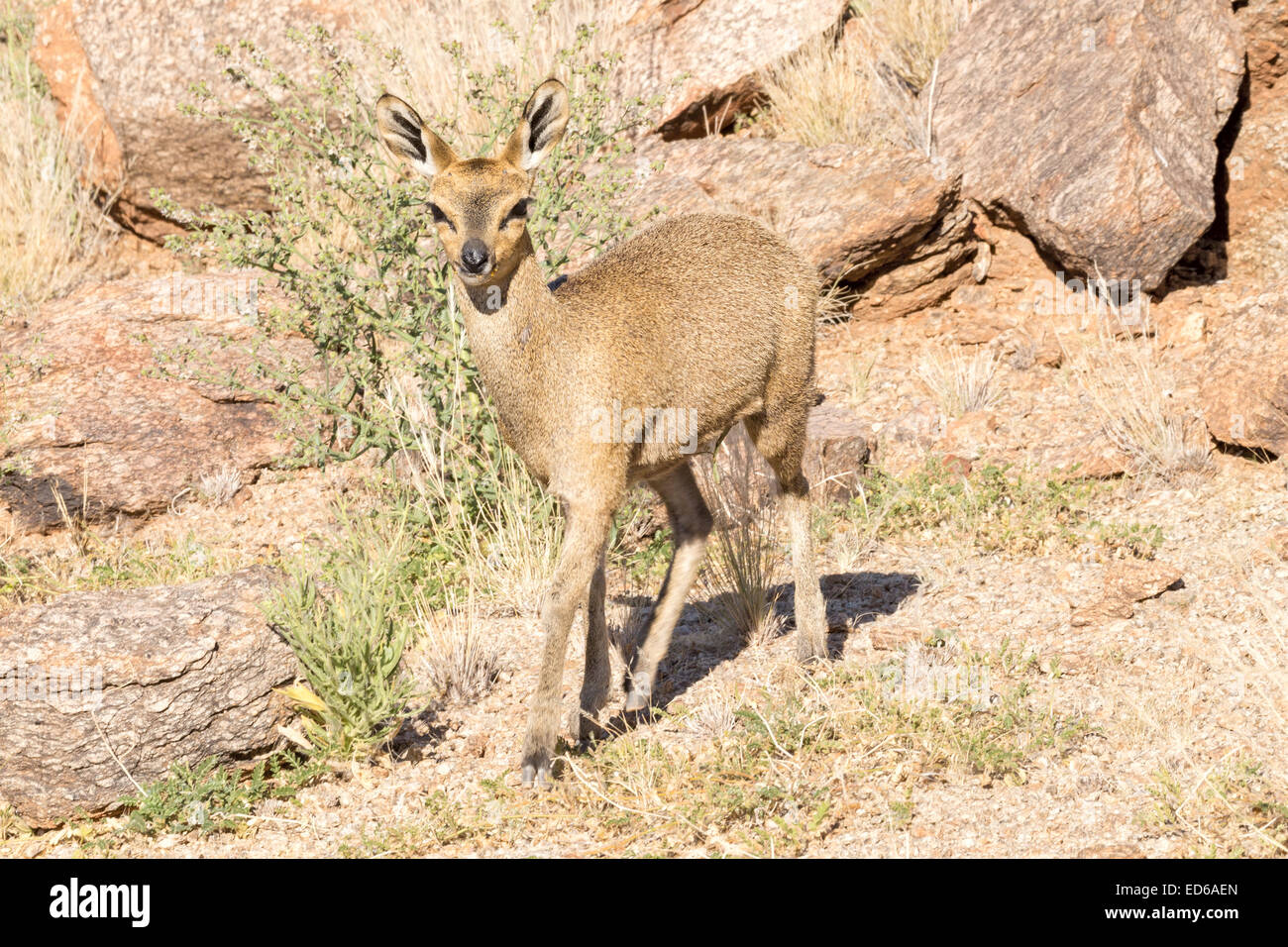 Female Common Duiker, aka grey or bush duiker, Augrabies Falls National Park, Namaqualand, Northern Cape, South Africa Stock Photo