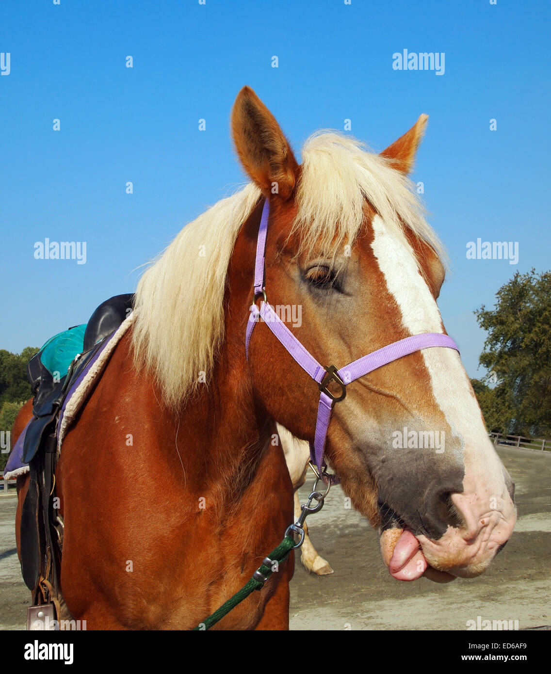 A horse, saddled up in a riding ring, sticks his tongue out Stock Photo