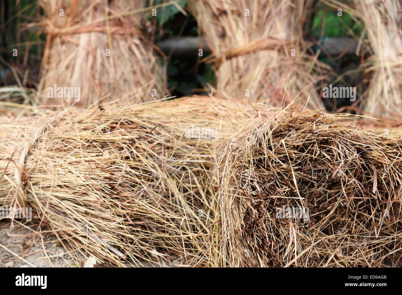 Bunches of rice straw leaning on the fence of the rear orchard of a ...