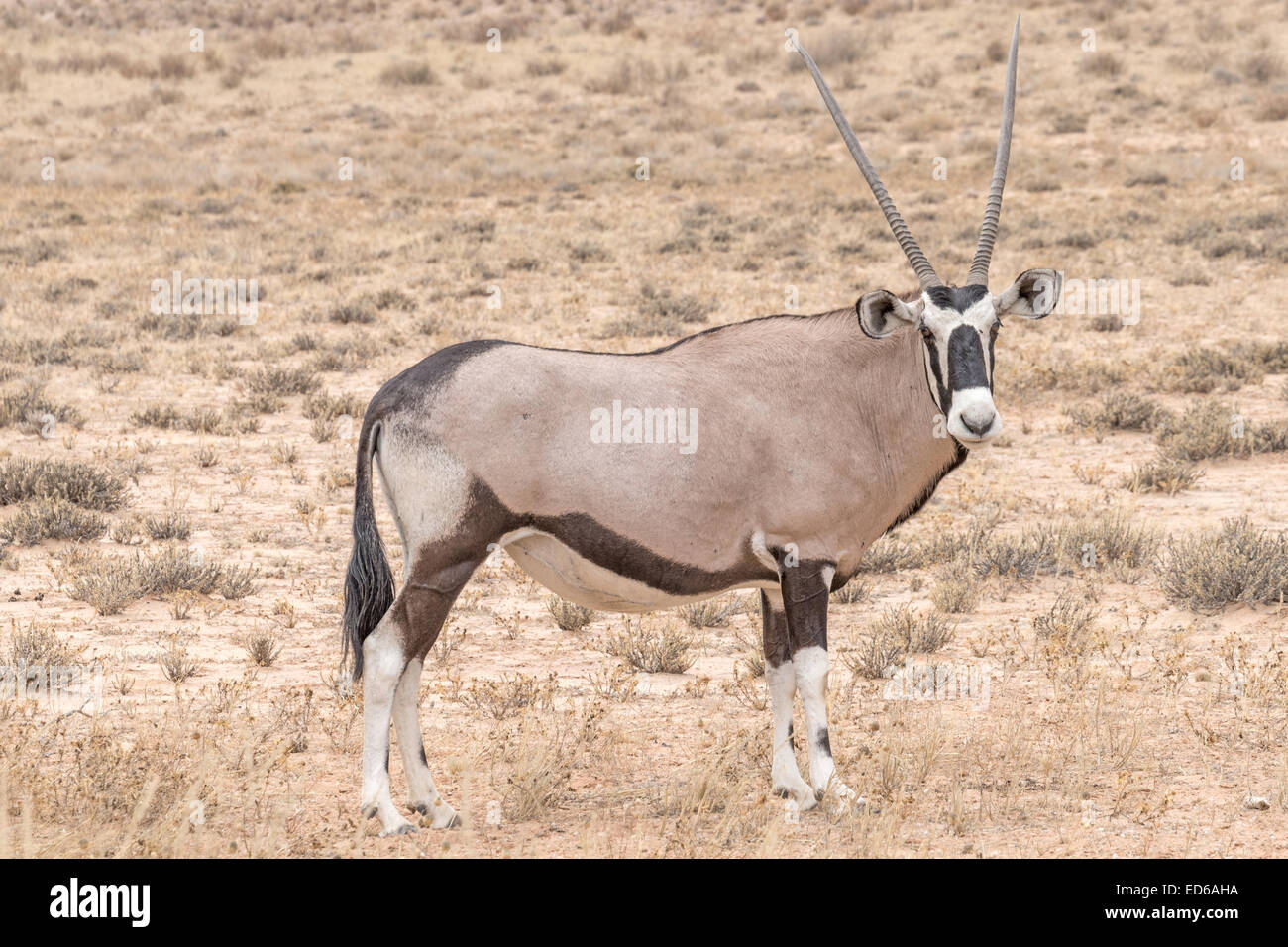 Female Oryx aka Gemsbok, Kgalagadi Transfrontier Park, South Africa Stock Photo