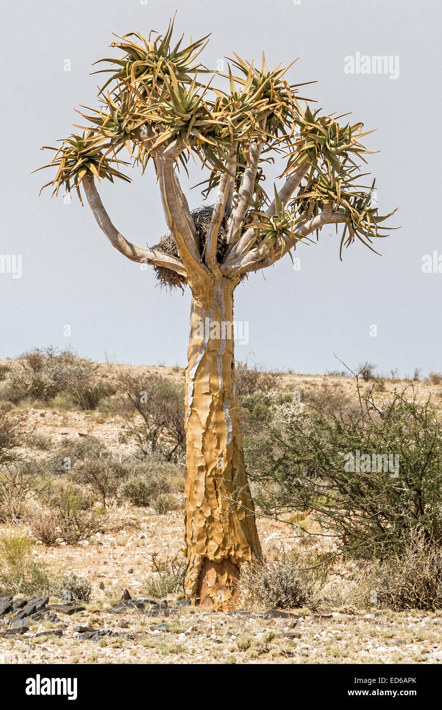 Quiver tree, Aloidendron dichotomum formerly Aloe Dichotoma, aka kokerboom, Augrabies Falls National Park, Namaqualand, Northern Cape, South Africa Stock Photo