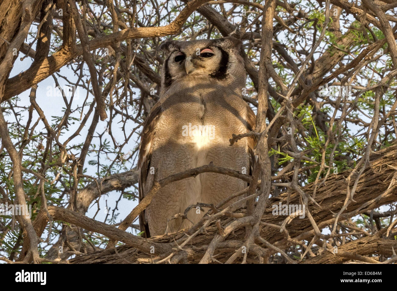 Sleeping Verreaux's eagle-owl, Bubo lacteus, also known as the milky eagle owl or giant eagle owl, Kgalagadi Transfrontier Park, South Africa Stock Photo