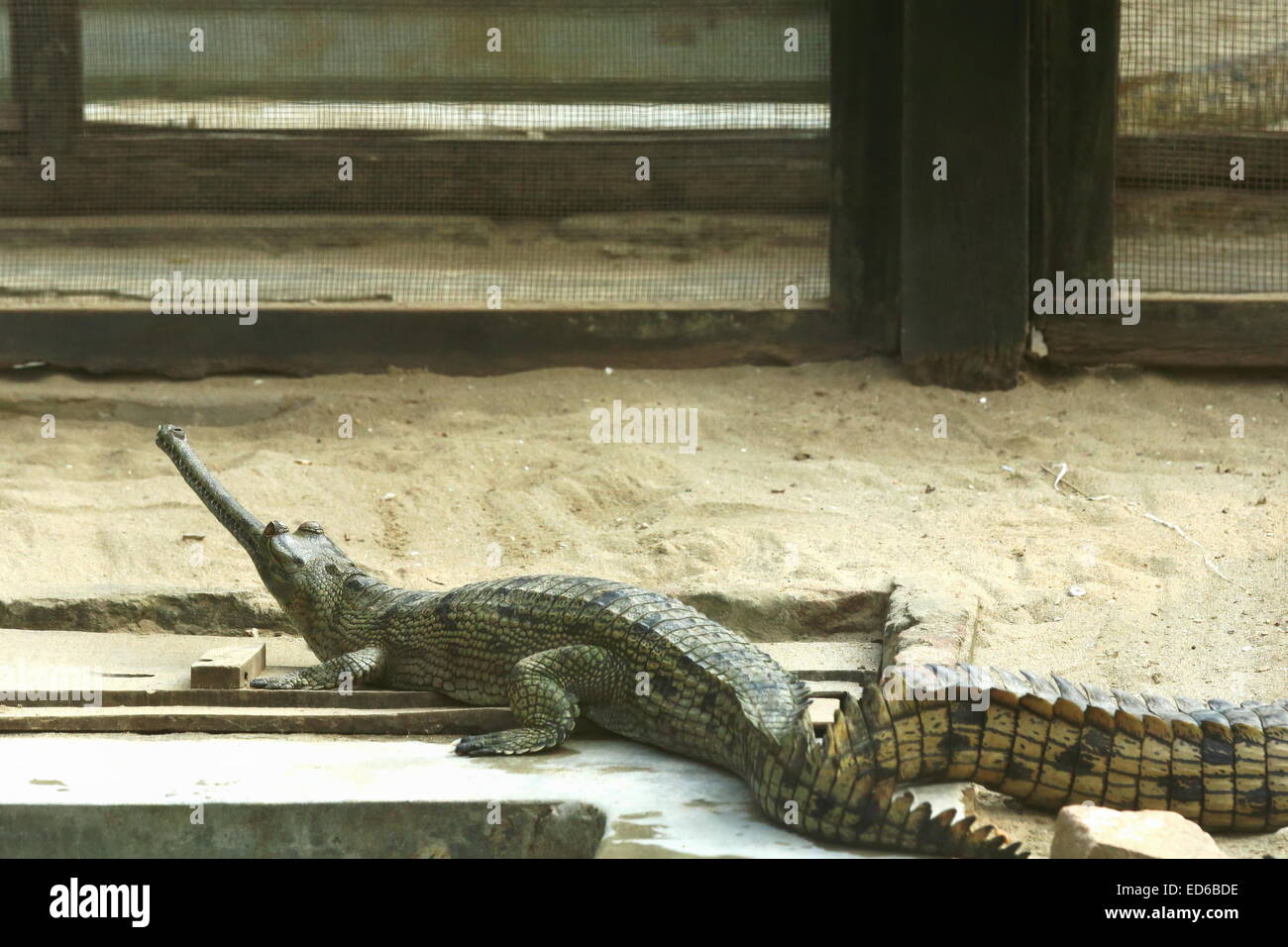 Breeding young gharials -gavialis gangeticus- being reared and raised to an age of 6-9 years under protection of the Gharial C.P Stock Photo