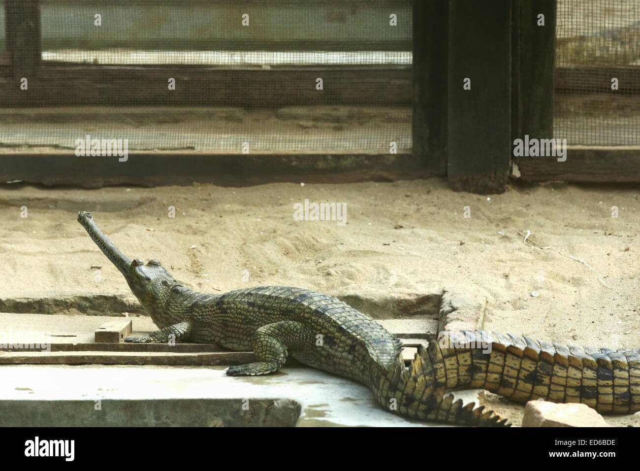 breeding-young-gharials-gavialis-gangeticus-being-reared-and-raised