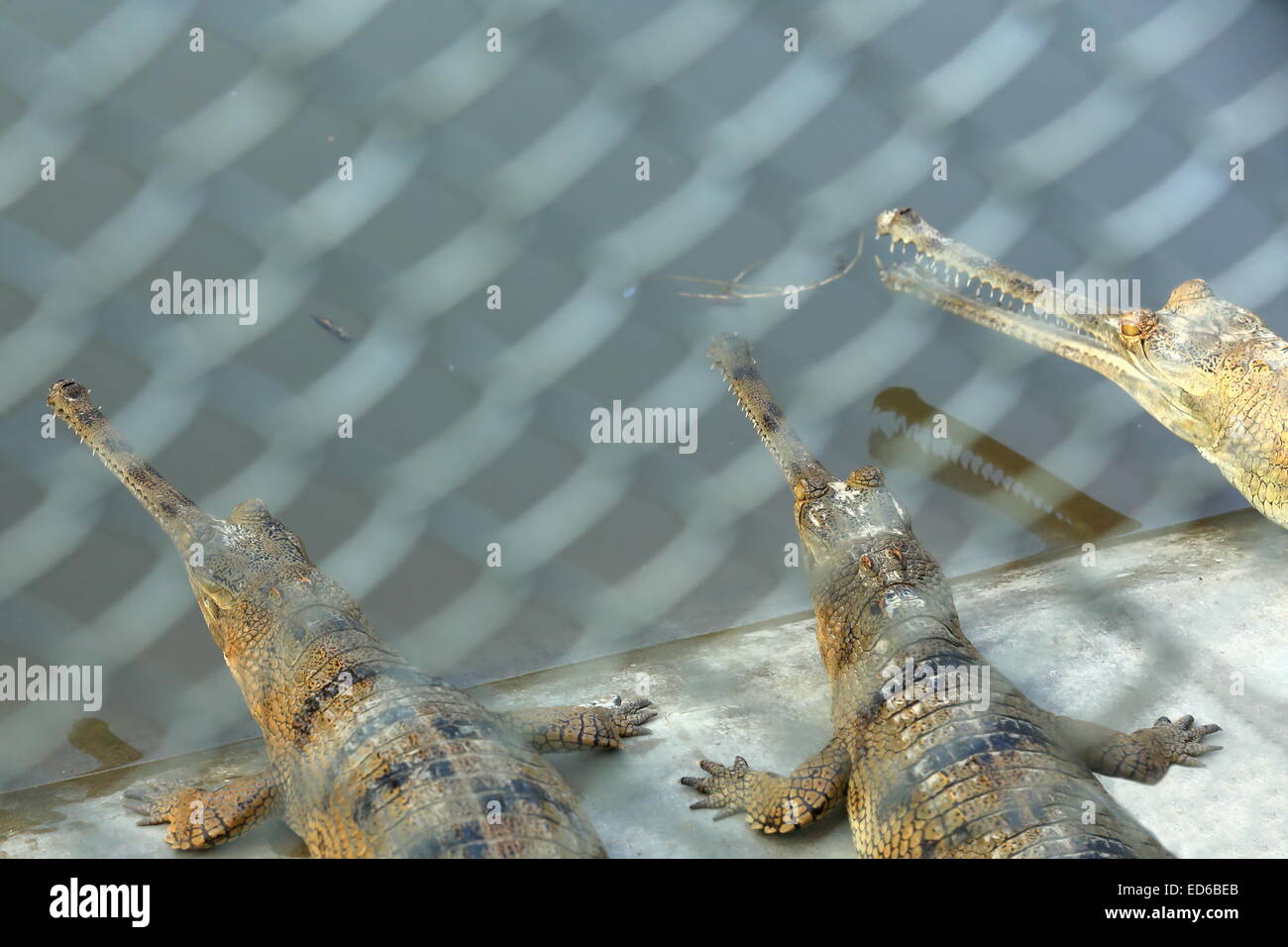 Breeding young gharials -gavialis gangeticus- being reared and raised to an age of 6-9 years under protection of the Gharial CP. Stock Photo