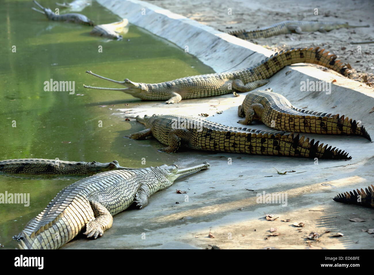 Breeding young gharials -gavialis gangeticus- being reared and raised to an age of 6-9 years under protection of the Gharial CP. Stock Photo