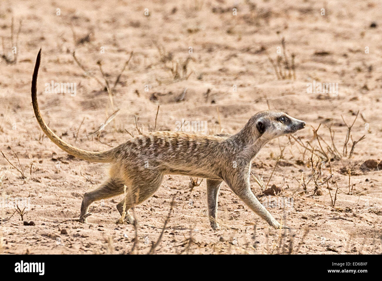 Meerkat aka suricat, Kgalagadi Transfrontier Park, South Africa Stock Photo
