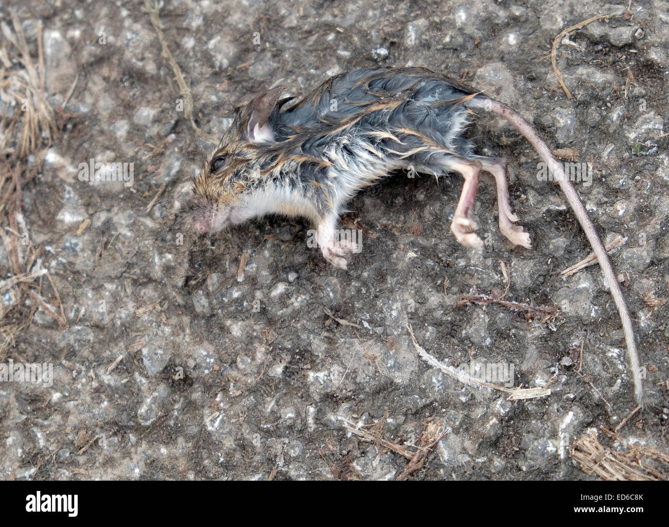 Dead mouse laying in the road, 29th December 2014 Stock Photo