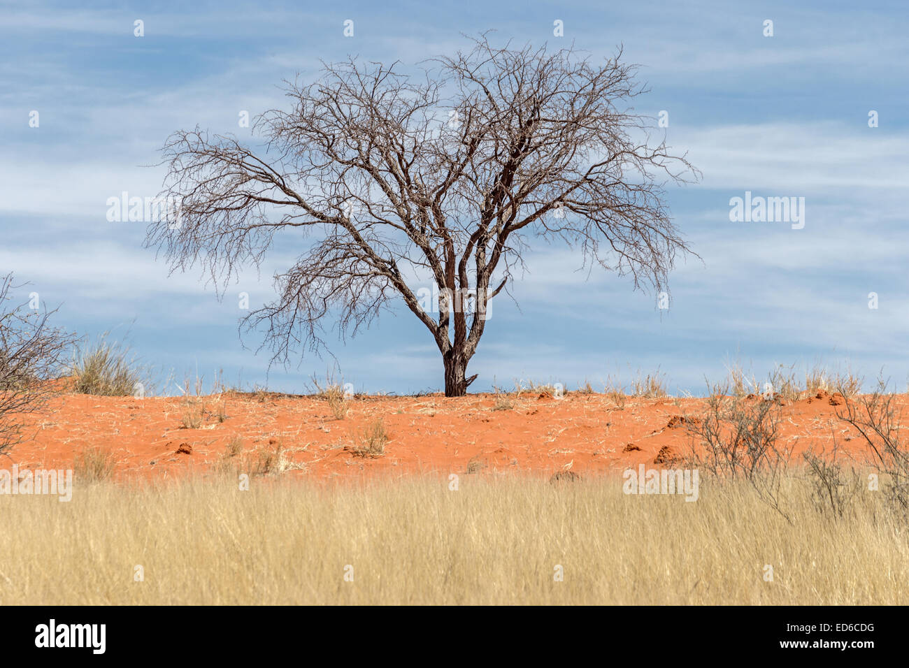 Red sands, Grass & tree, Kalahari desert, Namibia Stock Photo