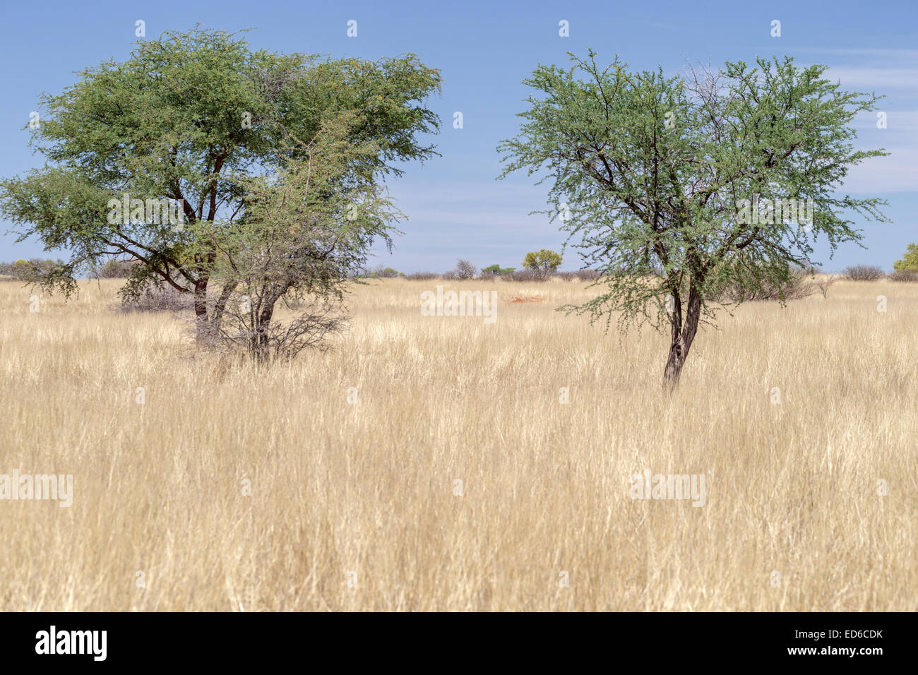 Grass & shrubs, Kalahari desert, Namibia Stock Photo Alamy