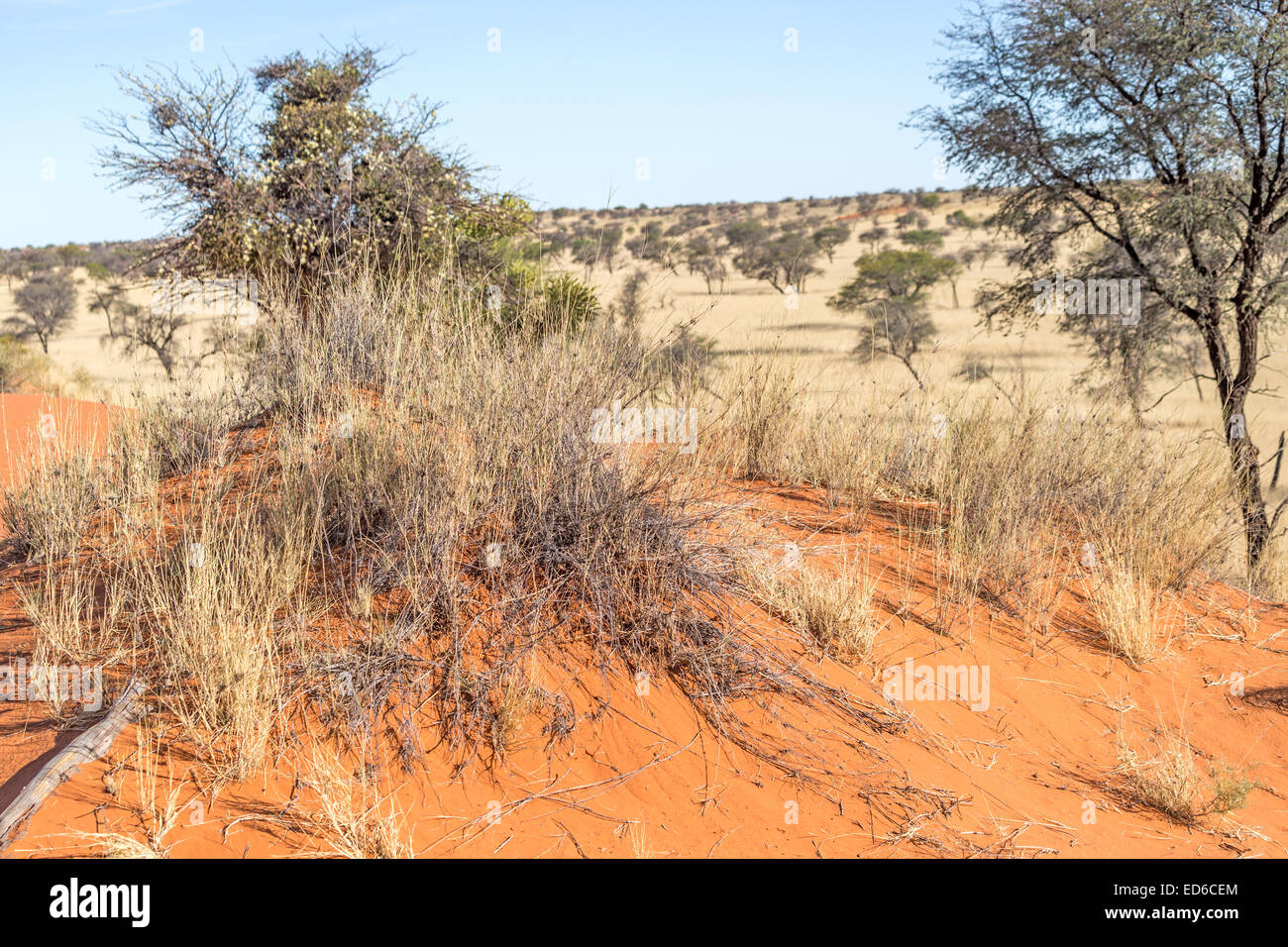 Red sands, Grass & shrubs, Kalahari desert, Namibia Stock Photo