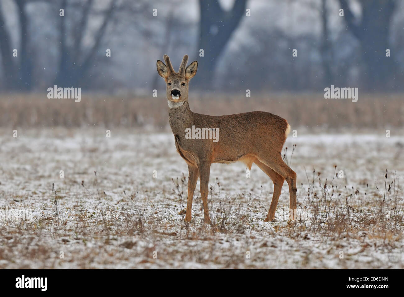 Roe deer in winter Stock Photo - Alamy