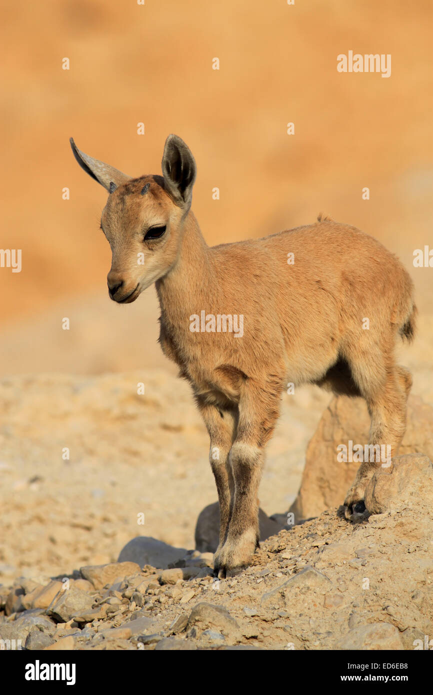 Baby ibex hi-res stock photography and images - Alamy Baby ibex hi-res stock photography and images - Alamy