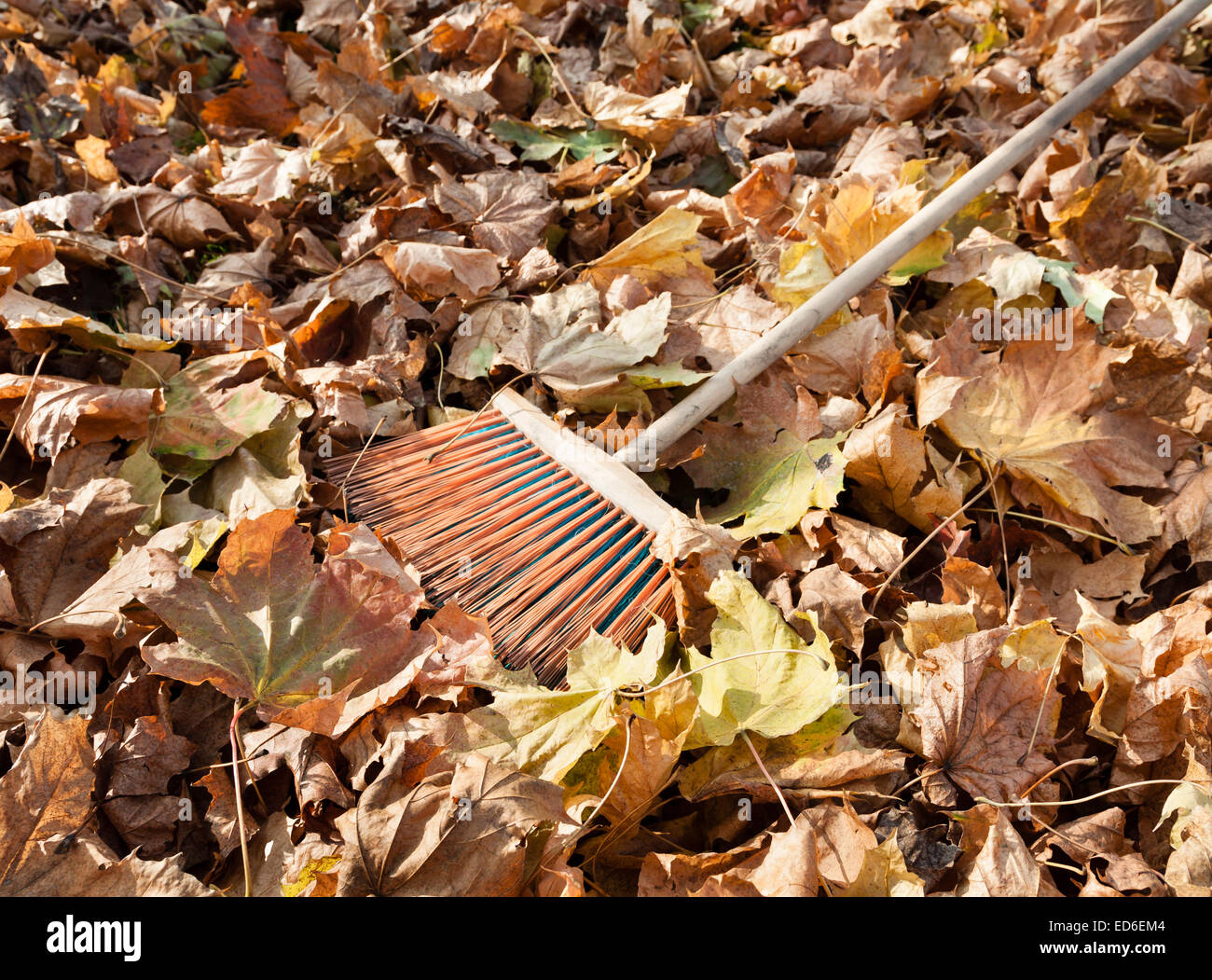 Old leaf rake lies in grassy lawn covered with fallen leaves Stock Photo