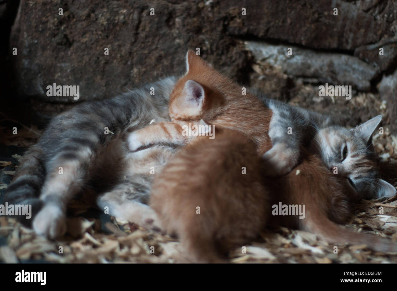 Kittens feeding of mother cat Stock Photo Alamy