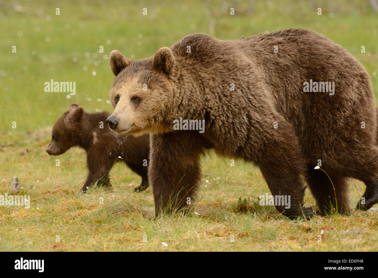 Female brown bear with cubs in the forest and swamp of mid Finland near ...