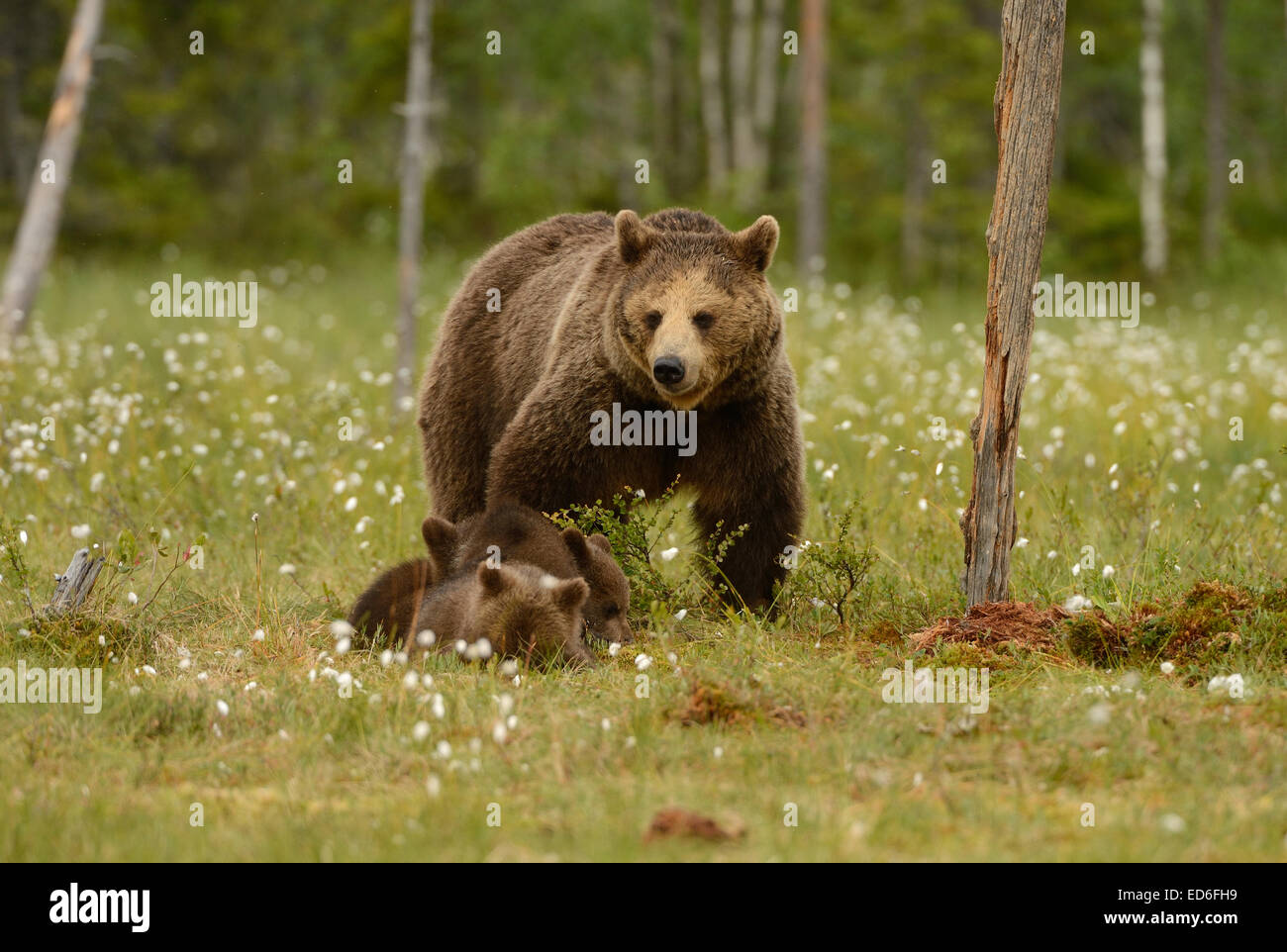Female brown bear with cubs in the forest and swamp of mid Finland near ...