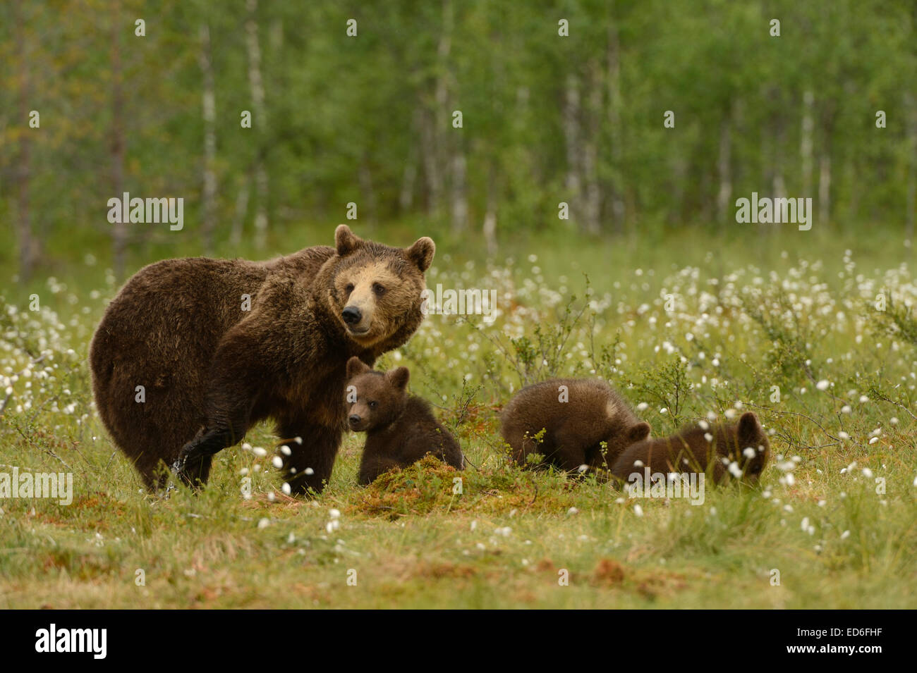 Female brown bear with cubs in the forest and swamp of mid Finland near ...