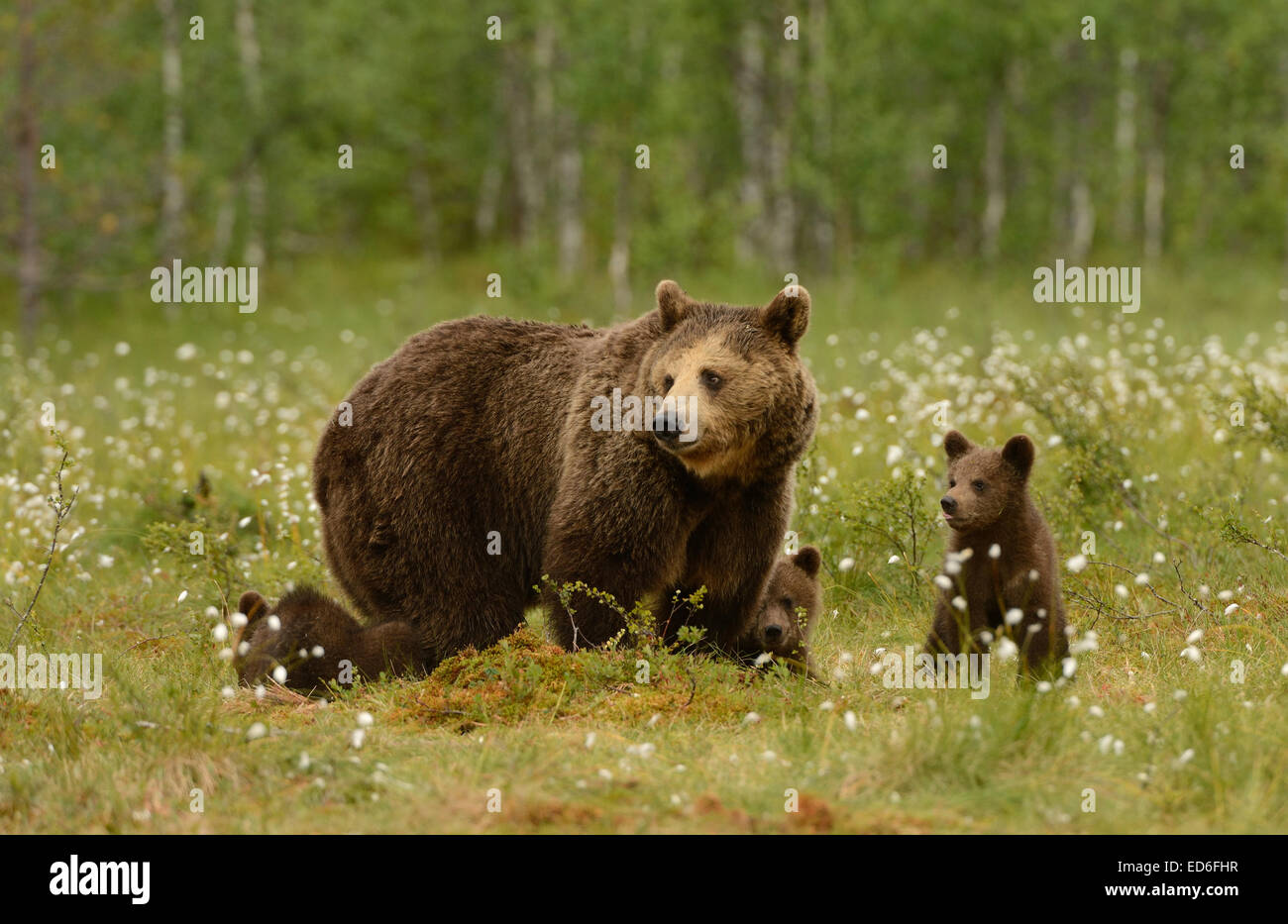 Female brown bear with cubs in the forest and swamp of mid Finland near ...