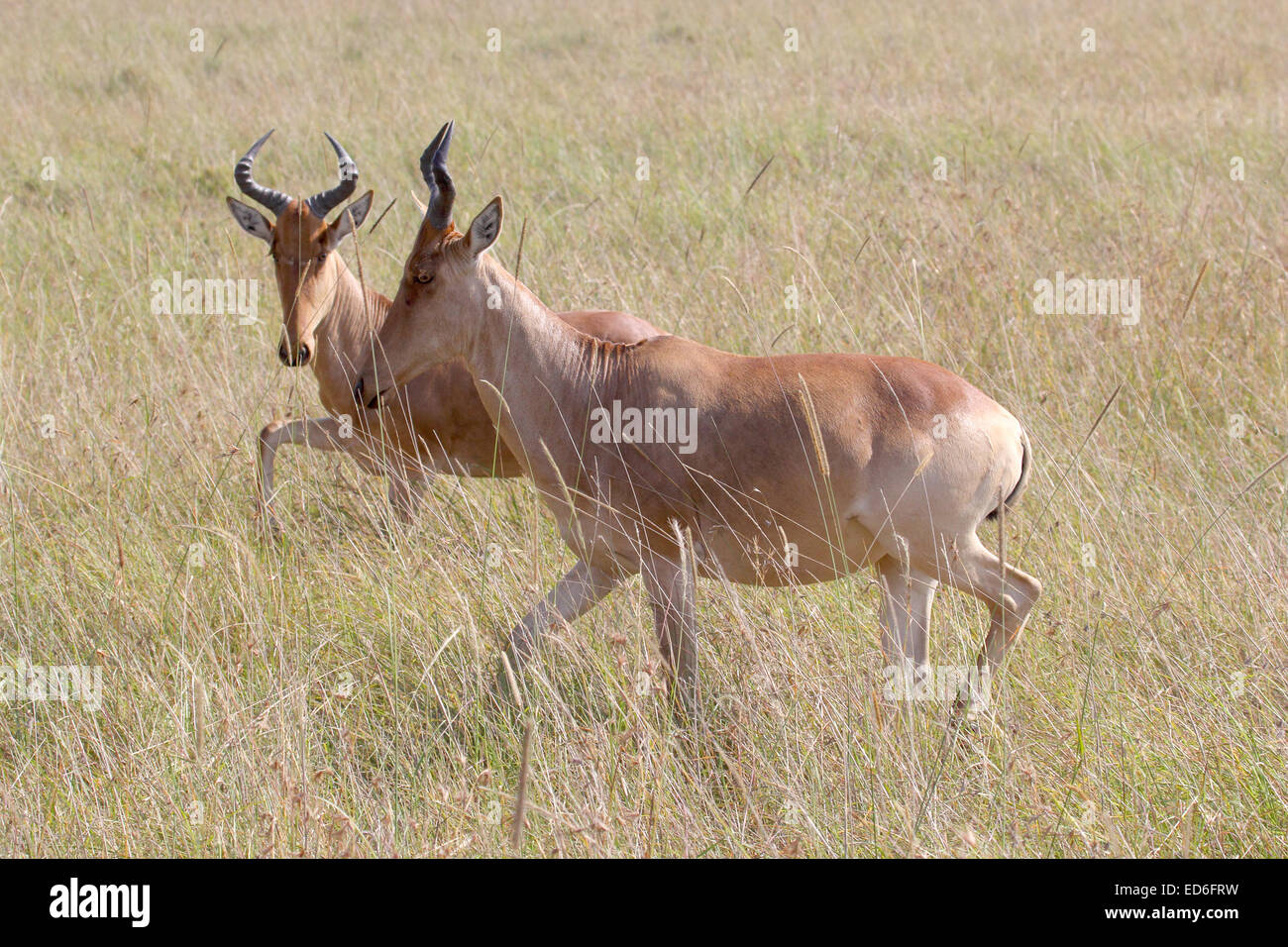 A couple of hartebeests, Alcelaphus buselaphus, walking in Serengeti National Park. . This specie of antelope is native to easte Stock Photo