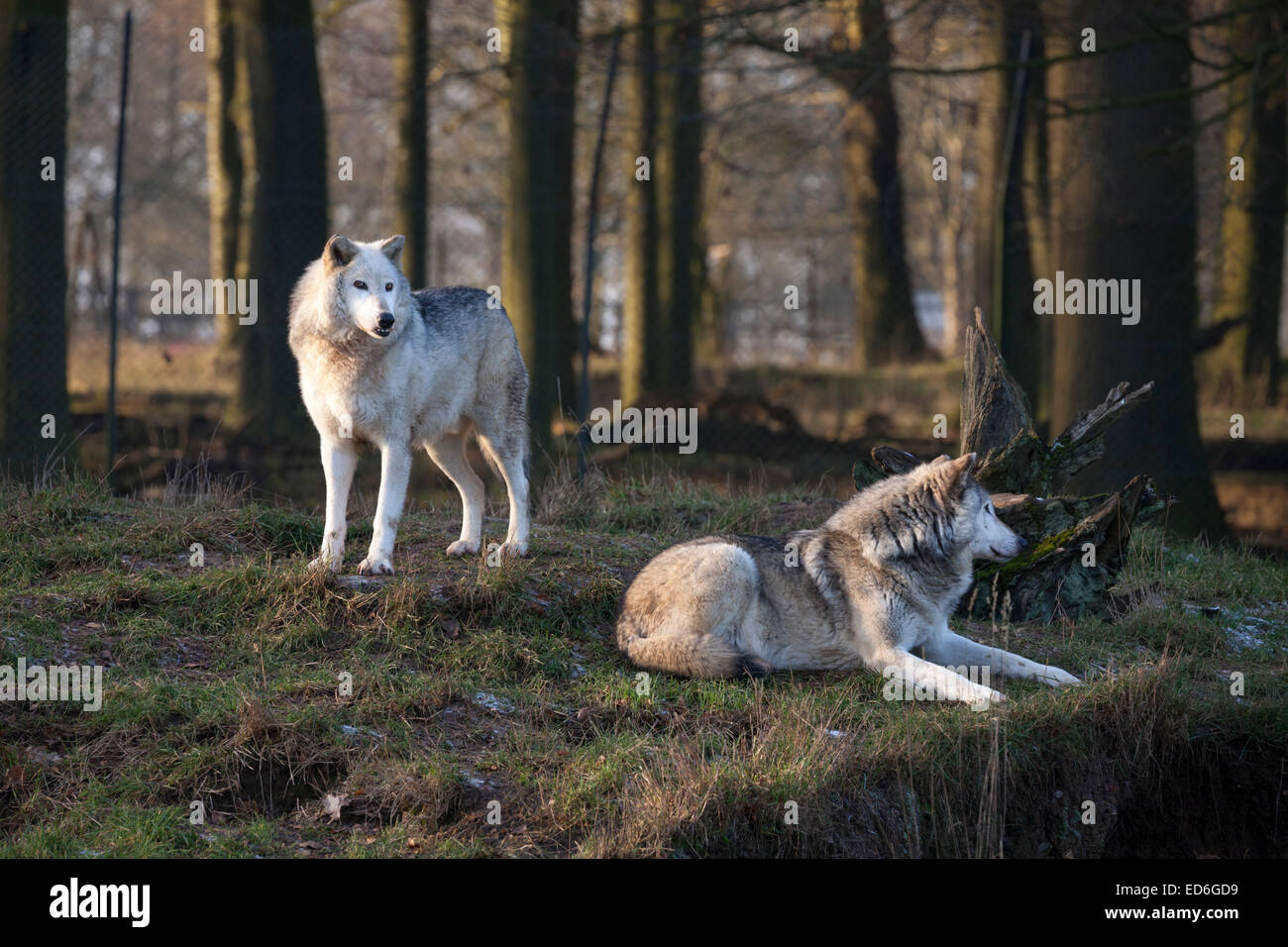 Two gray wolves (Canis lupus) rest in the late afternoon sun on a frosty December day. Stock Photo