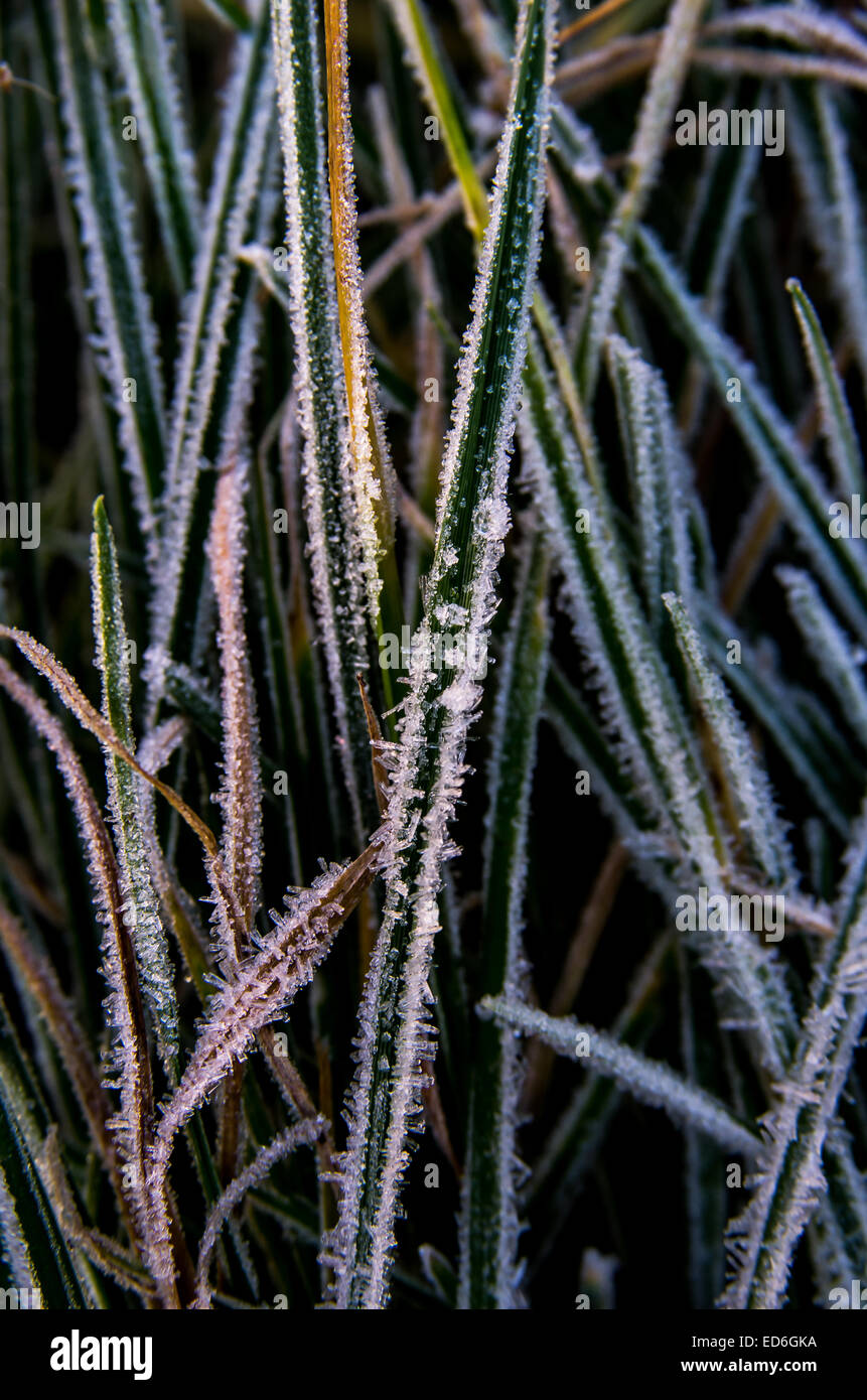 Hoar frost ice crystals on long blades of grass Stock Photo