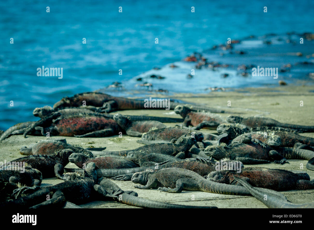 iguanas sunbathing in floreana island galpagos Stock Photo