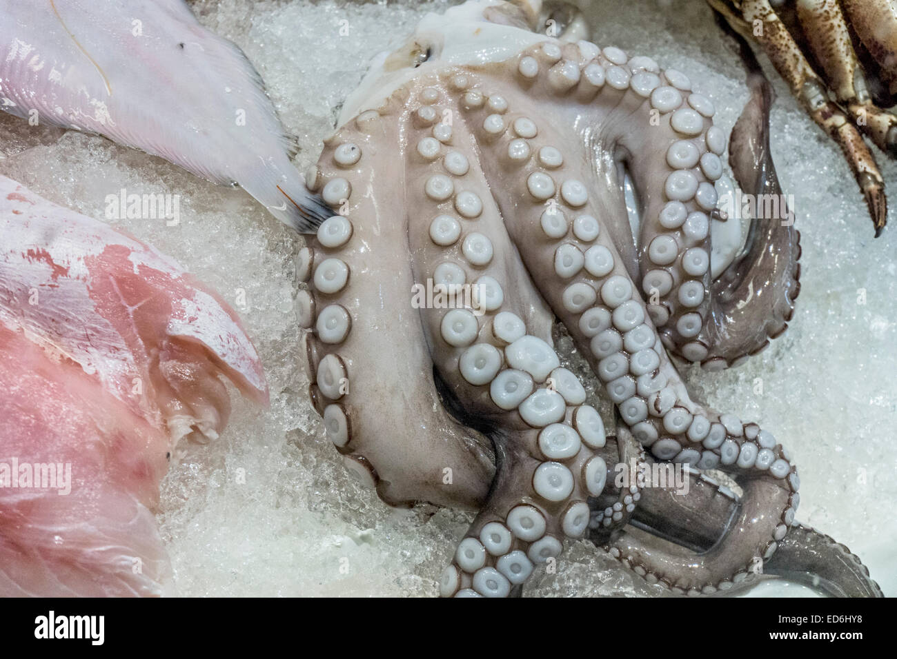 a lovely piece of fresh squid lies sinuously on bed of ice with other fish at stall in Florence Central Market Mercato Centrale Stock Photo