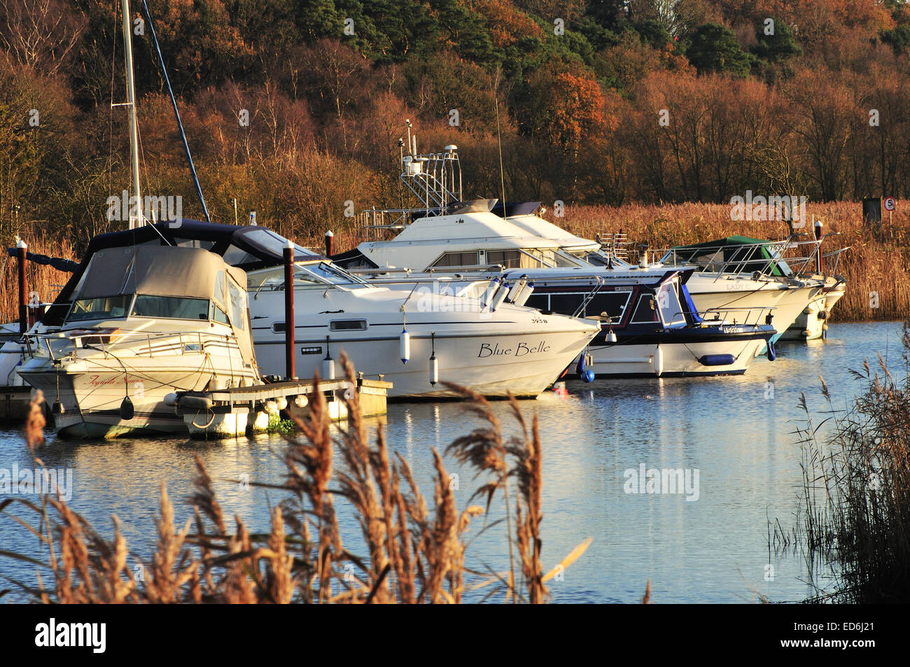 Boats at St Olaves Marina, Norfolk, UK Stock Photo