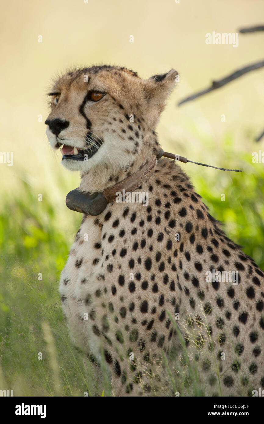 A tagged cheetah inside the Kgalagadi Transfrontier National Park in South Africa. Stock Photo