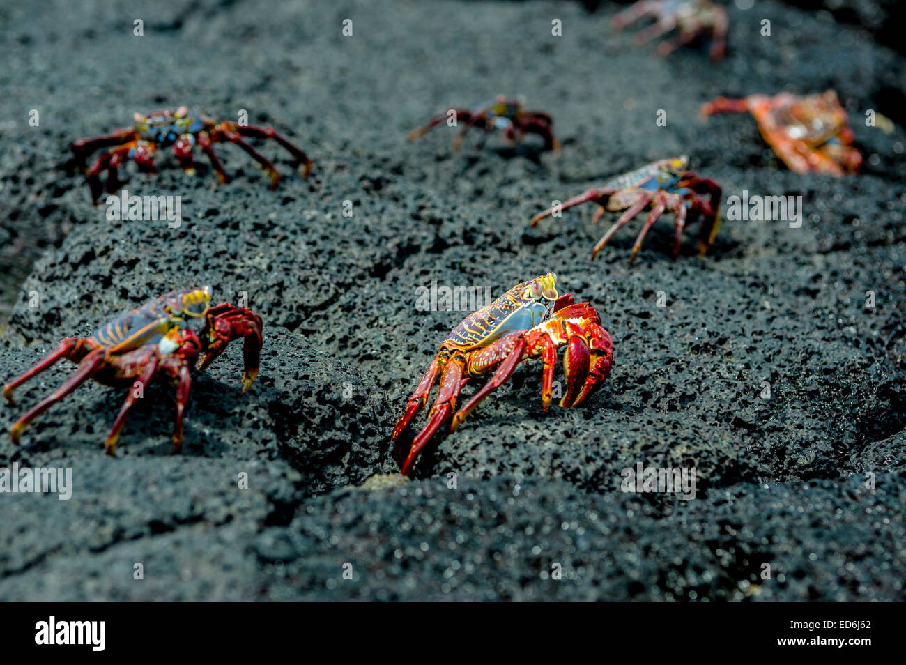 red crabs in rocks galpagos islands Stock Photo