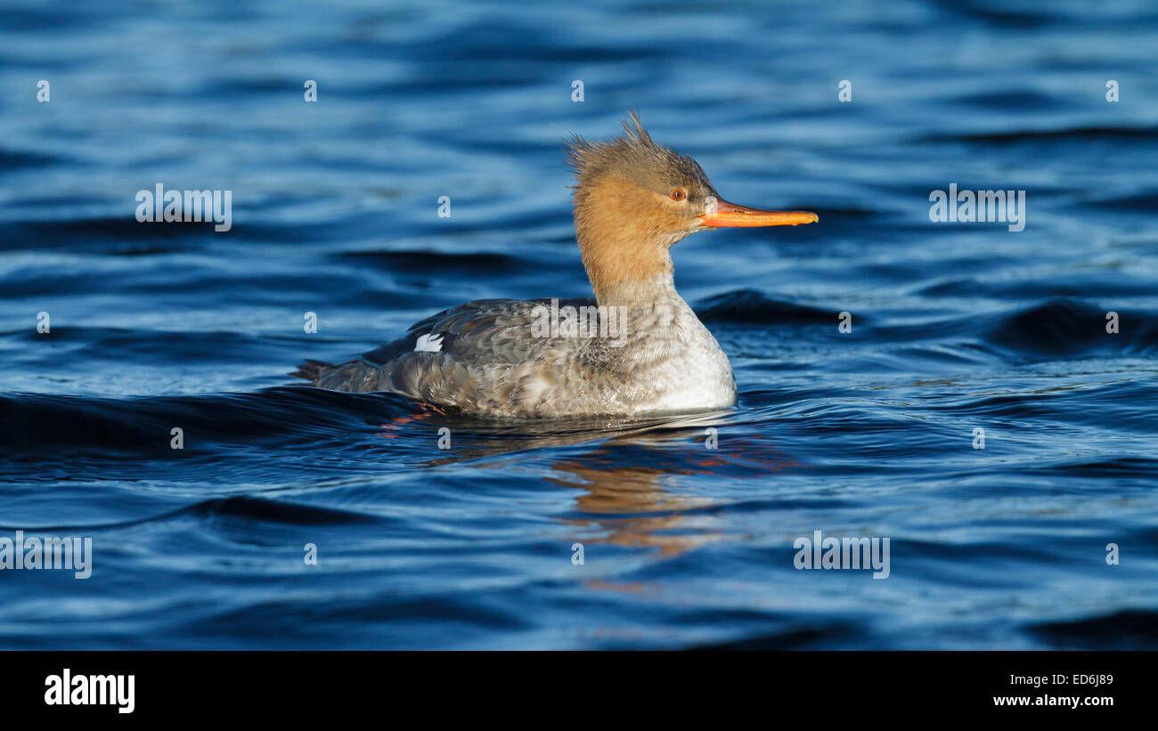 Female Red-breasted Merganser swimming in a pond with head turned Stock Photo