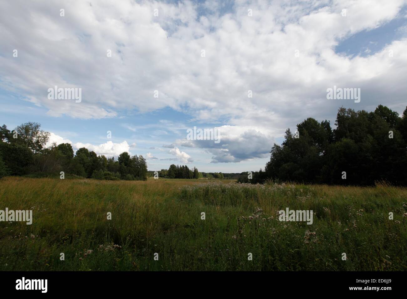 Russian countryside in summer Stock Photo - Alamy