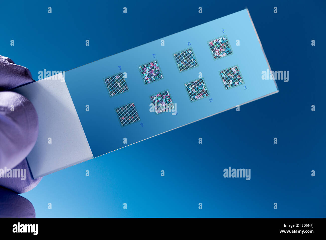 DNA microarray, DNA chip or biochip,  array of nano DNA spots attached to a glass surface to measure  levels of large numbers of Stock Photo