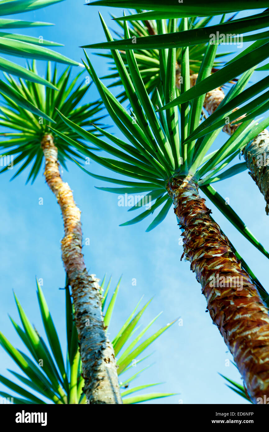 Three branches of palm trees against the sky Stock Photo