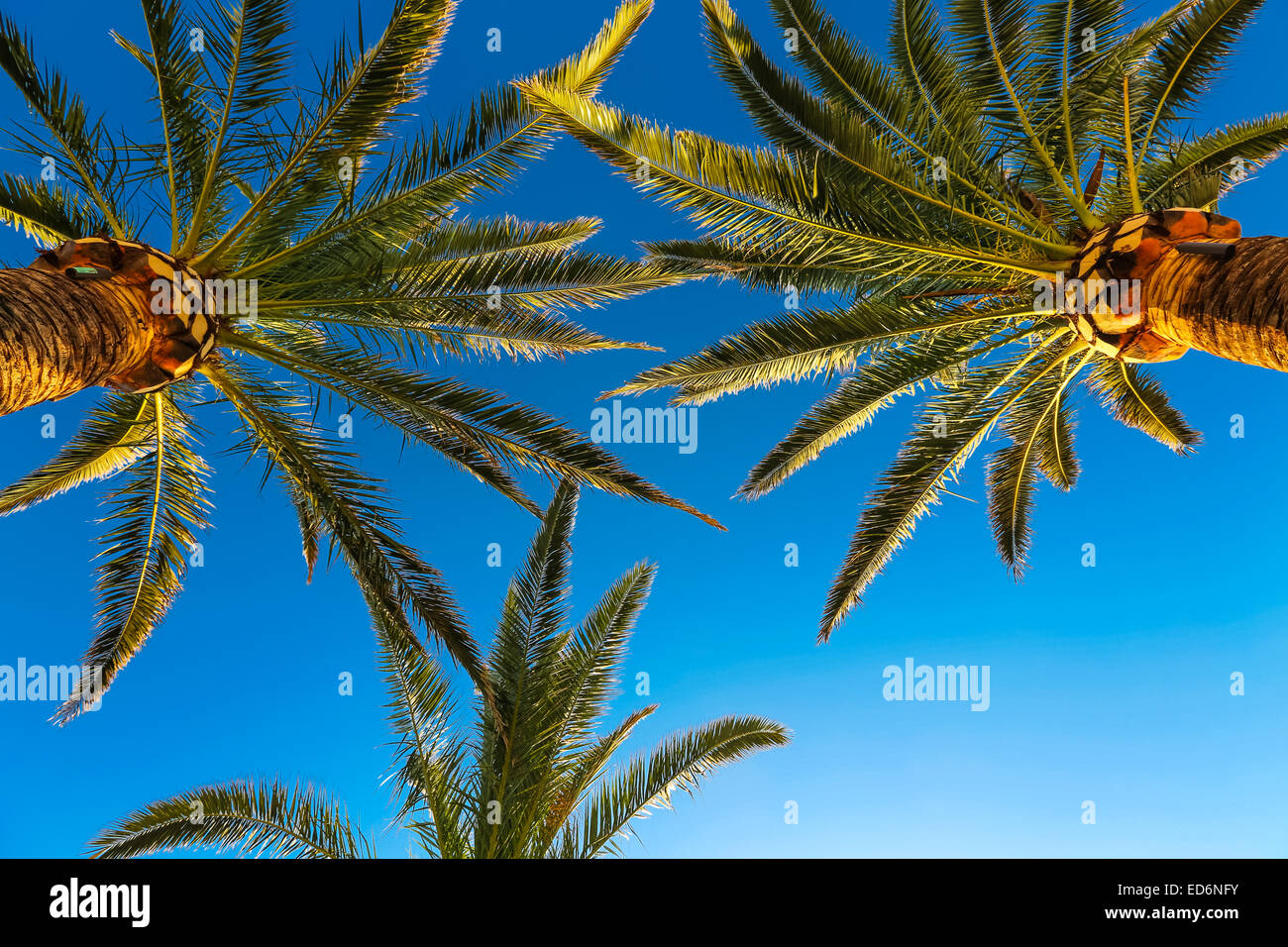 Three branches of palm trees against the sky Stock Photo