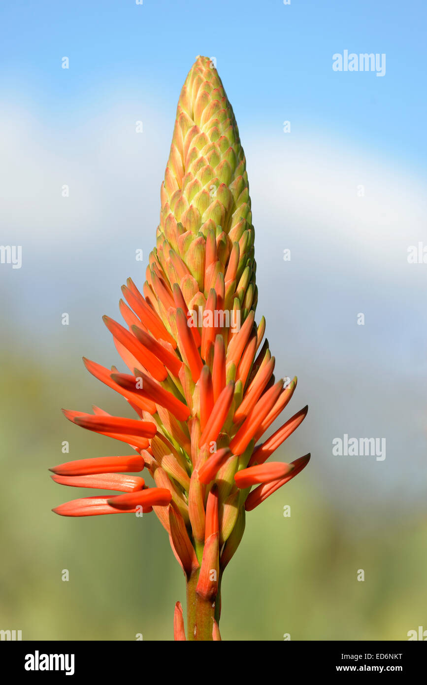 Aloe Vera flowers Stock Photo