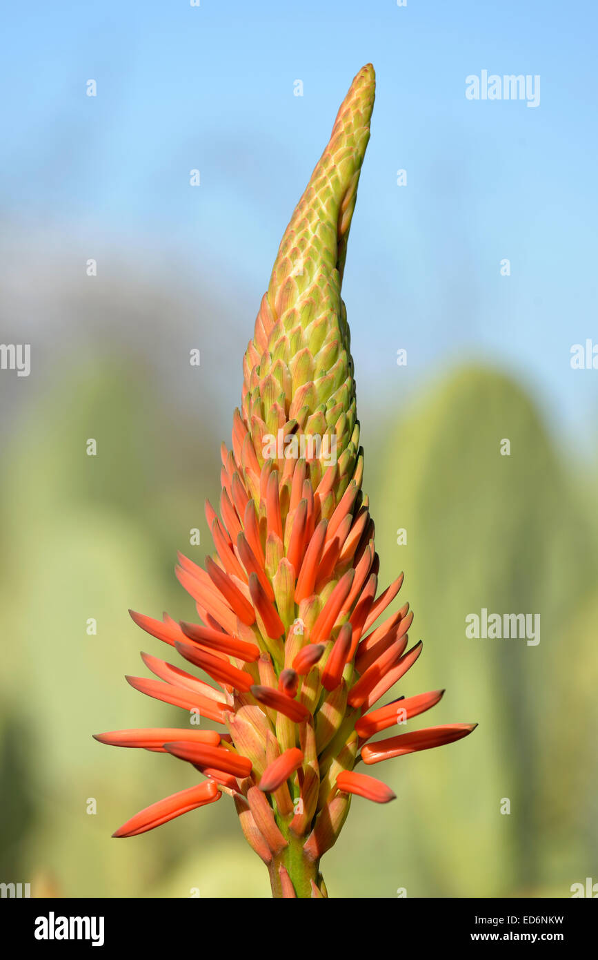 Aloe Vera flowers Stock Photo